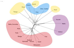 NeighborNet visualization of lexical differences. The NeighborNet network identifies three groups, going in clockwise direction starting from Telugu in the upper left corner: South II+Central, North and South I. Color-coding gives subgroup affiliation, red = South I; blue = Central; purple = North; yellow = South II.