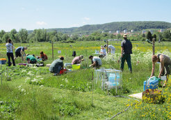 Feldforschung auf der Wiese: Über 16 Hektar erstreckt sich das Jena-Experiment am Rande der Stadt. Dort untersuchen Wissenschaftler, wie sich die Artenvielfalt auf die Funktion von Ökosystemen und den irdischen Kohlenstoffhaushalt auswirkt.