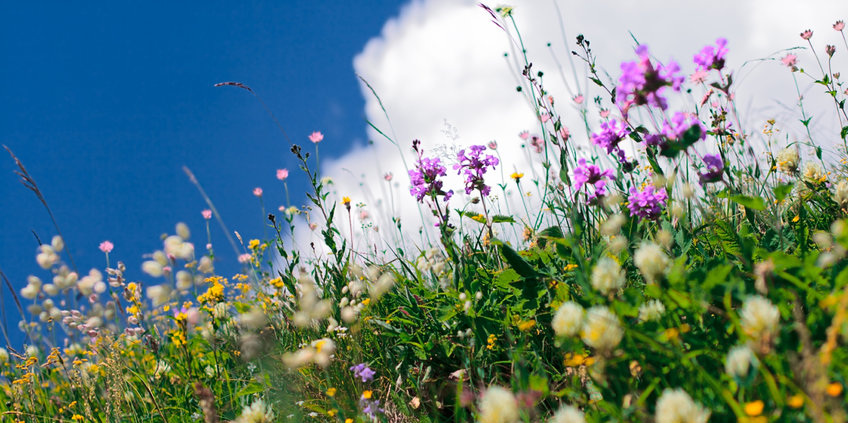 Reiche Artenvielfalt auf einer Blumenwiese Auf diesem Bild sieht man eine Blumenwiese im Sommer vor blauen Himmel mit wenigen Wolken.