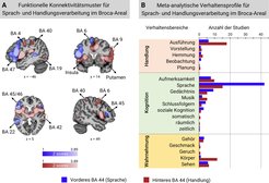 Abbildung 1: (A) Meta-analytische Konnektivität der unterschiedlichen Netzwerke für Sprach- (blau) und Handlungsverarbeitung (rot) mit Ausgangspunkten im Brodmann-Areal (BA) 44 innerhalb des Broca-Areals im Stirnhirn. (B) Meta-analytische Verhaltensprofile (Handlung, Kognition und Wahrnehmung) für die beiden Netzwerke. Quelle: nach Papitto et al. (2020)