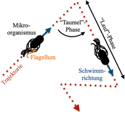 Abb. 1: Bewegungsmuster von Mikroorganismen. Geradlinige, gerichtete Bewegung („Lauf“-Phase) wird gefolgt von einer zufälligen Änderung der Schwimmrichtung („Taumel“-Phase).