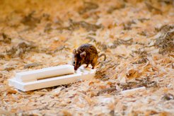 A house mouse in a targeted attempt to solve an experimental problem.