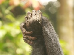 Detailed view of intertwined hands of two female bonobos against a blurred jungle backdrop.