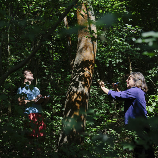 A man in a blue shirt and a woman in a purple shirt are working in the forest near a big tree